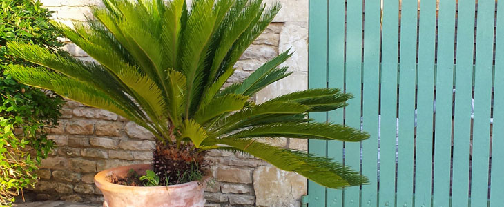 palmier en pot exterieur