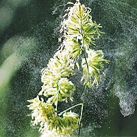 Pollen-Allergie - Jardiniers Professionnels