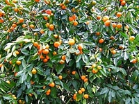 agrume-mandarinier - Jardiniers Professionnels