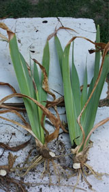replanter-iris - Professionnels A Domicile