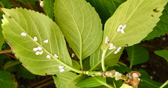 cochenilles pulvinaires tilleul culture propriétés et bienfaits - Professionnels A Domicile