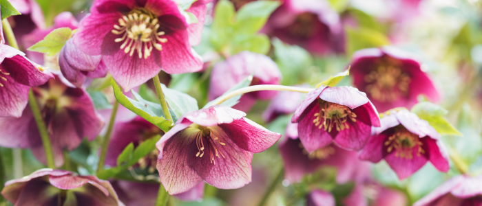 Fleurs rosée