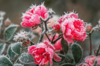 Fleurs recouvertes de gel
