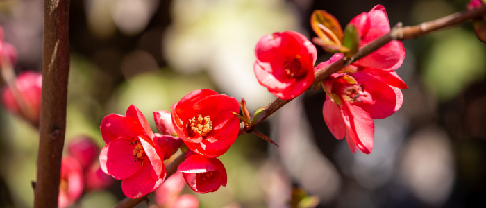arbre avec fleurs rouge en hiver