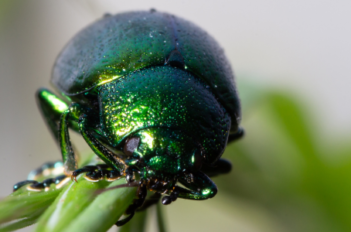 Chrysomèle de la menthe sur une plante