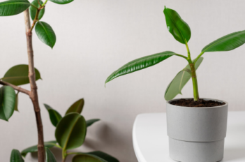 plante dépolluante ficus
