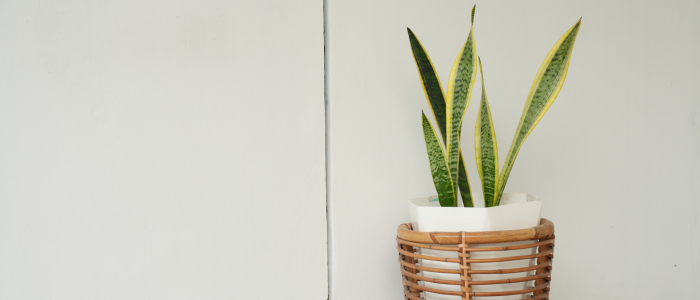 Sansevieria sur pot de fleur intérieur
