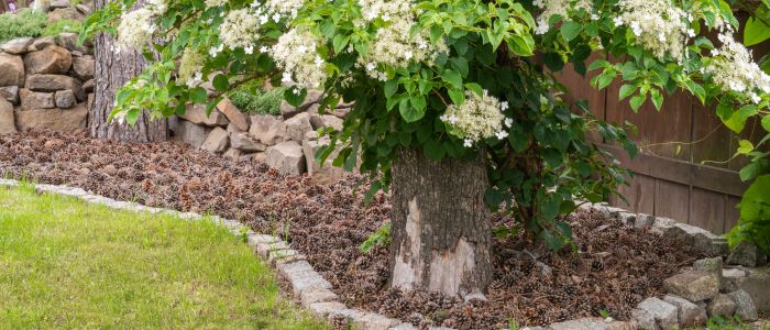 Hortensia grimpant