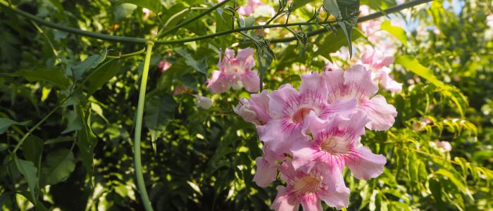 Plantes grimpantes bignone