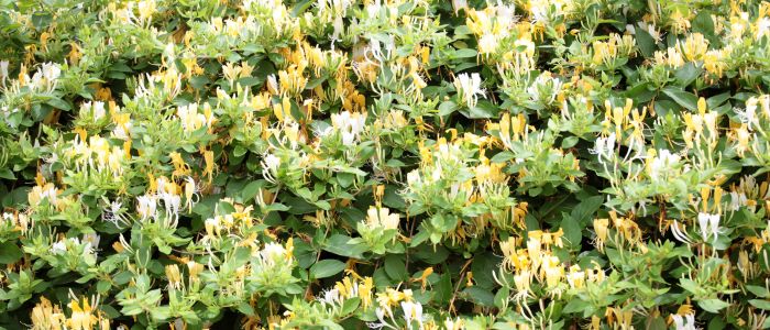 Chèvrefeuille grimpant