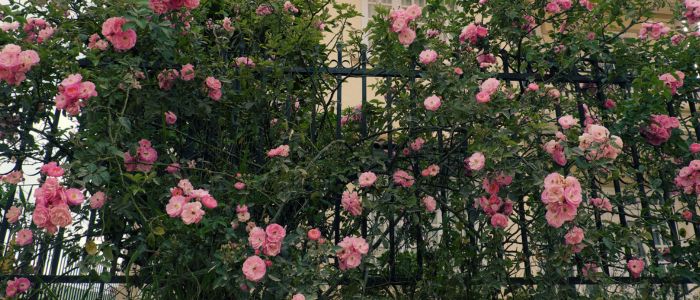 rosier grimpant