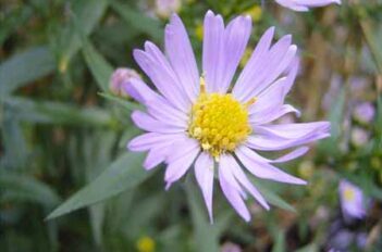 Entretien des iris - Culture et Entretien des Asters
