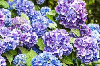 Hortensias automne