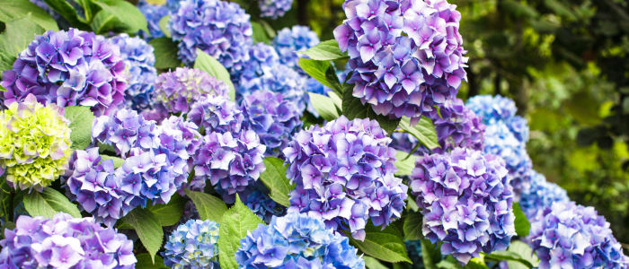 Hortensias automne