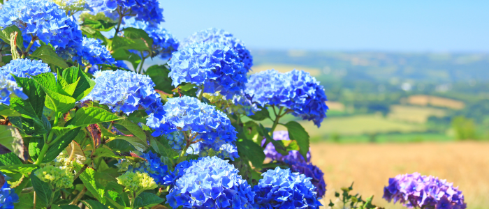 Hortensias automne