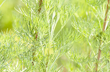 Arquebuse Plante Liqueur - Arquebuse Alcool