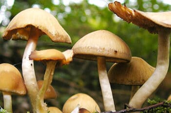Ramasser des Champignons - Comment Cueillir les Champignons
