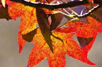 Arbre Liquidambar - Liquidambar Feuille