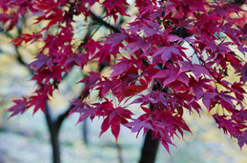 Acer Palmatum - Professionnels à Domicile