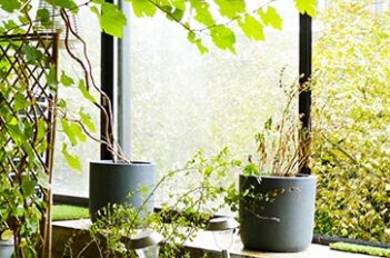 Entretien Plantes Interieur - Jardiniers Professionnels