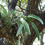 Cactees Epiphytes  - Plante Épiphyte