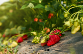 Plantations de fraises