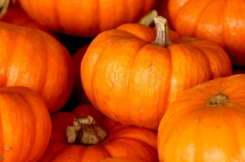 nombreuses citrouilles orange