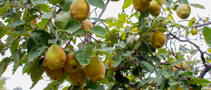 Arbre cognassier avec coings