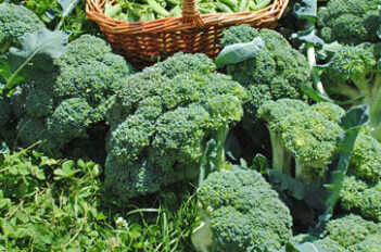 brocoli - Jardiniers Professionnels