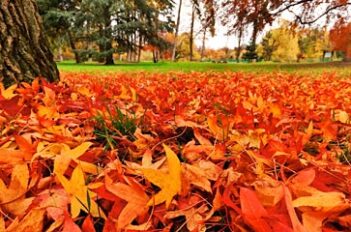 Que faire de nos Feuilles Mortes d'Automne - Tapis de Feuilles d'automne