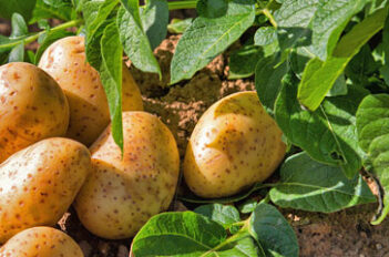 Période pour Planter les Pommes de Terre - Planter des Pommes de Terre en Hiver