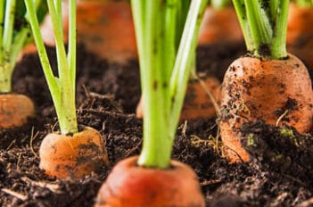 Planter des Carottes - Quand Semer les Carottes