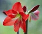 amaryllis plantes toxiques - Jardiniers Professionnels