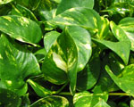 Arum grimpant (epiprennum) plantes toxiques - Jardiniers Professionnels