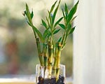 Bambou de la chance (dracaena sanderiana) plantes toxiques - Jardiniers Professionnels