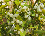 Gui (phoradendron flavescens) plantes toxiques - Jardiniers Professionnels