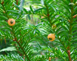 If du canada (taxus canadensis) plantes toxiques - Jardiniers Professionnels