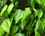 lierre de colchide (hedera colchida) plantes toxiques - Jardiniers Professionnels
