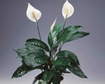 Lis de la paix (spathiphyllum ou fleur de lune) plantes toxiques - Jardiniers Professionnels
