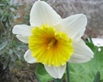 narcisse (narcissus) plantes toxiques - Jardiniers Professionnels