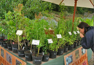 portes ouvertes sur les plantes rares herbarius à Planguenoual juillet 2016 - Jardiniers Professionnels