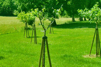 Tuteur Arbre Fruitier - Tuteur Arbuste - Tuteurer un Arbre