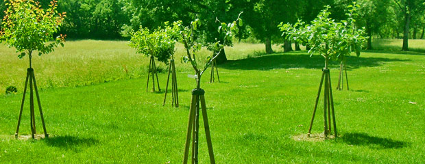 Kit Tuteur Pour Arbre Timbermik - 3 Piquets Bois 200 Cm + 3 Sangles + 6 Demi-palissades | Support Plantes Jardin