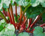 Rhubarbe-rheum-plantes-toxiques - Jardiniers Professionnels