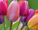 Tulipe plantes toxiques - Jardiniers Professionnels