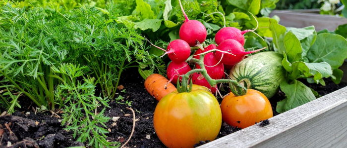 radis tomates courgettes au potager en juillet