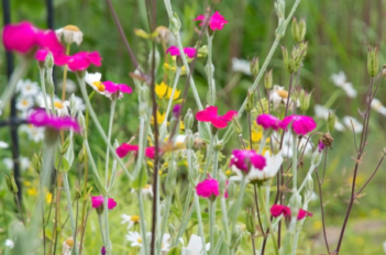 jardin fleuri en été