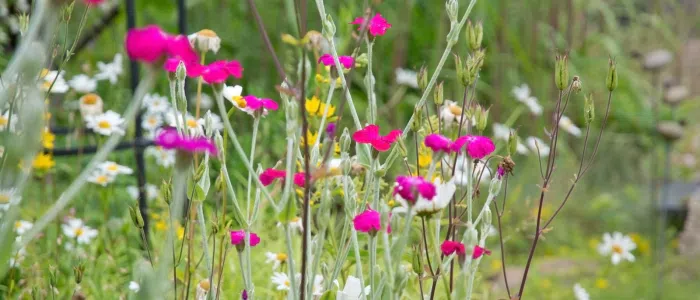 jardin fleuri en été