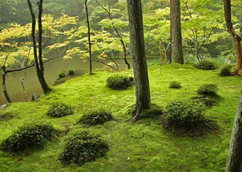 jardin de mousse à Saiho-Ji à Kyoto - jardins japonais - Professionels A Domicile