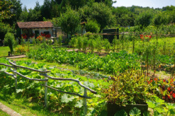 potager_entretien_légumes